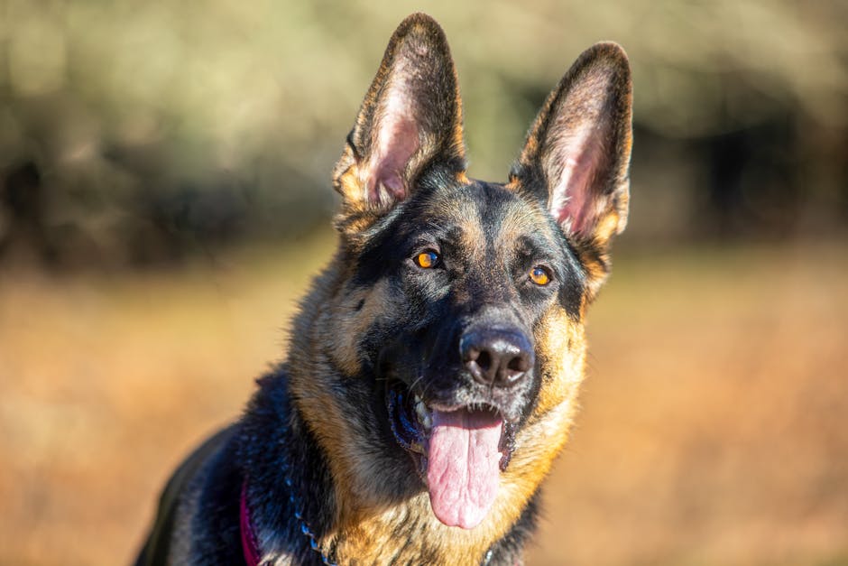Understanding German Shepherd Dog Temperament and Behaviour